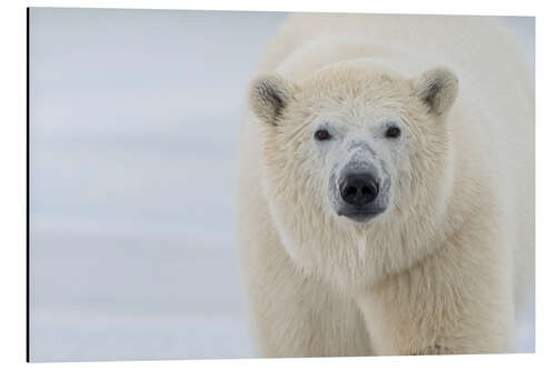 Tableau en aluminium Polar Bear Close Up II