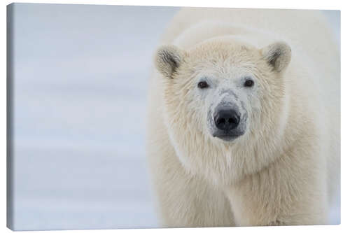 Canvas-taulu Polar Bear Close Up II