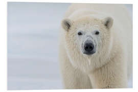 Foam board print Polar Bear Close Up II