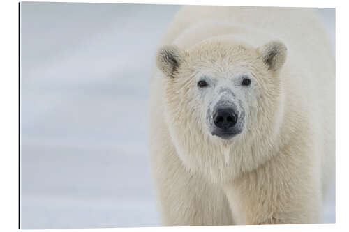 Galleriprint Polar Bear Close Up II