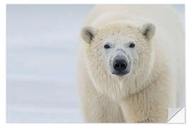 Naklejka na ścianę Polar Bear Close Up II