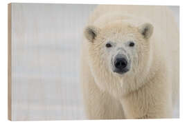 Wood print Polar Bear Close Up II