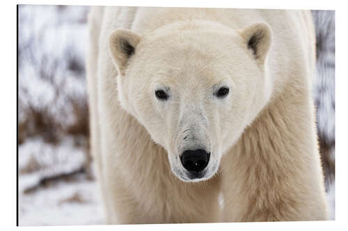 Aluminiumtavla Polar Bear Close Up I