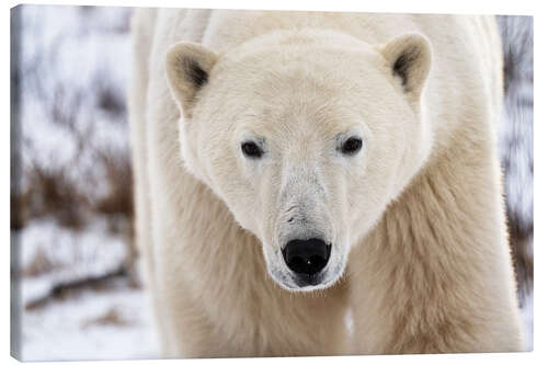 Leinwandbild Eisbär Close Up I