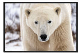 Gerahmter Kunstdruck Eisbär Close Up I