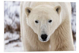 Tableau en PVC Polar Bear Close Up I