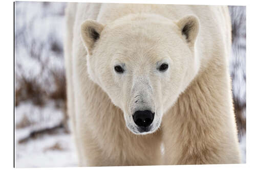 Gallery print Polar Bear Close Up I