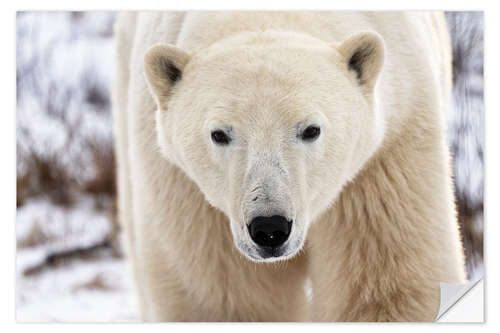 Selvklebende plakat Polar Bear Close Up I