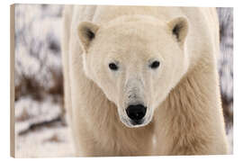 Wood print Polar Bear Close Up I