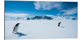 Tableau en aluminium Running Penguins