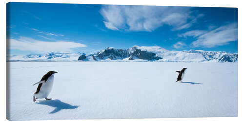 Lærredsbillede Running Penguins