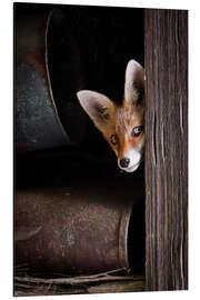 Aluminiumtavla Young Fox Looks Out of the Barn