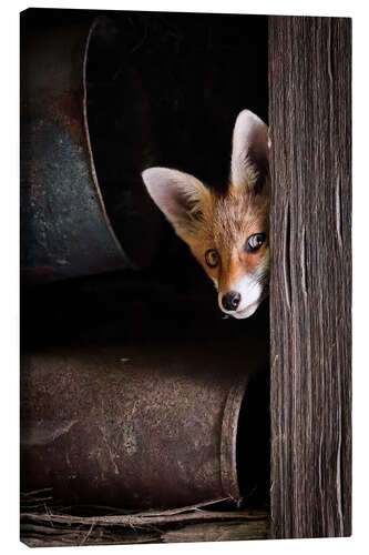 Quadro em tela Young Fox Looks Out of the Barn