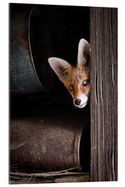 Galleritryck Young Fox Looks Out of the Barn