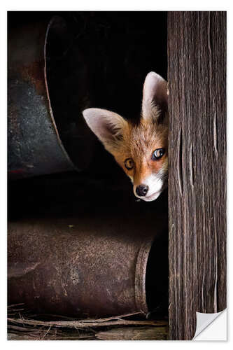 Naklejka na ścianę Young Fox Looks Out of the Barn