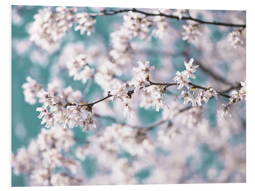 Foam board print Blossom flowers