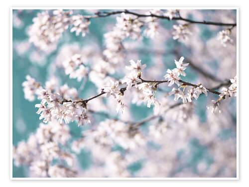 Poster Blossom flowers