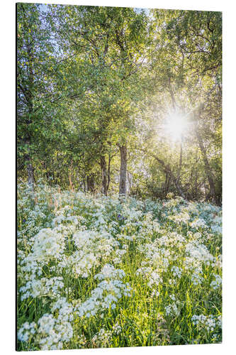 Cuadro de aluminio Flower Meadow at Sunrise in Spring