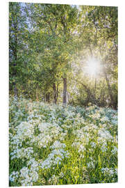 Foam board print Flower Meadow at Sunrise in Spring