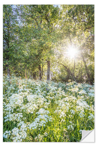 Muursticker Flower Meadow at Sunrise in Spring