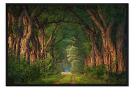 Gerahmter Kunstdruck Akazienallee in den Niederlanden