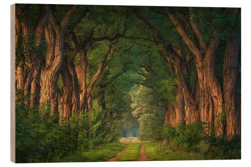 Print på træ Acacia Alley in the Netherlands