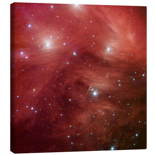 Tableau sur toile Pink Pleiades