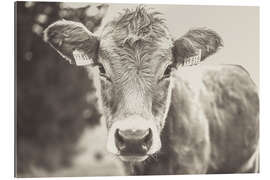 Tableau en plexi-alu Young Cow