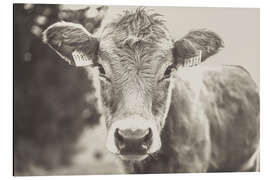 Magnettafel Junge Kuh