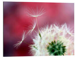 Aluminiumsbilde Dandelion Dream in Red