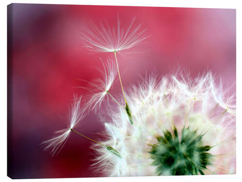 Stampa su tela Dandelion Dream in Red