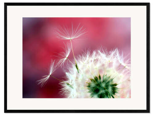 Ingelijste kunstdruk Dandelion Dream in Red