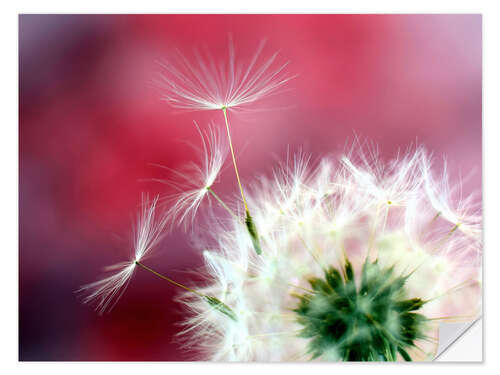 Naklejka na ścianę Dandelion Dream in Red