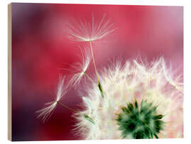 Wood print Dandelion Dream in Red