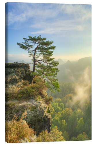 Canvas print Pine Tree on Gleitmannshorn in Saxon Switzerland