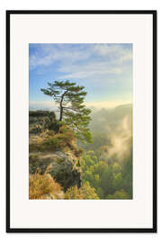 Gerahmter Kunstdruck Kiefer am Gleitmannshorn in der Sächsischen Schweiz