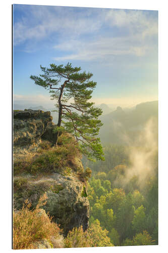 Gallery print Pine Tree on Gleitmannshorn in Saxon Switzerland