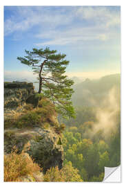 Muursticker Pine Tree on Gleitmannshorn in Saxon Switzerland