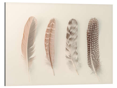 Alubild Study of Feathers