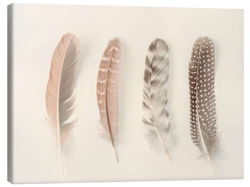 Stampa su tela Study of Feathers