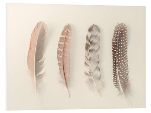 Print på skumplade Study of Feathers