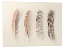 Print på skumplade Study of Feathers