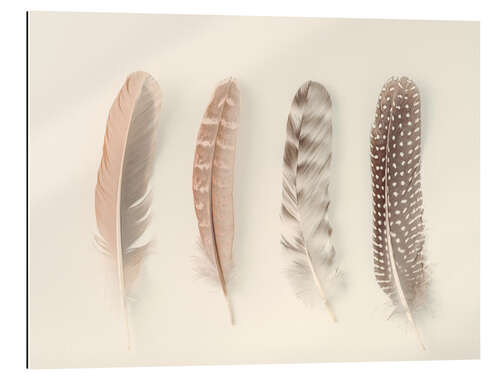 Gallery print Study of Feathers