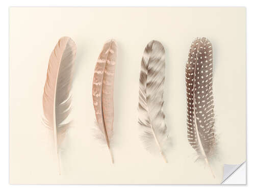 Wall sticker Study of Feathers