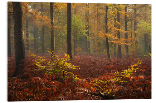 Stampa su vetro acrilico Red Sutumn in a Dutch Forest