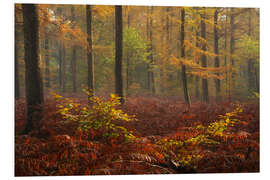 Foam board print Red Sutumn in a Dutch Forest