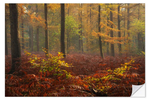 Selvklebende plakat Red Sutumn in a Dutch Forest