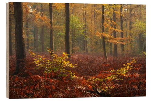 Wood print Red Sutumn in a Dutch Forest