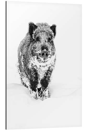 Tableau en aluminium Wild Boar Looking for Food in the Deep Snow