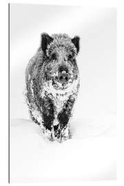 Gallery print Wild Boar Looking for Food in the Deep Snow